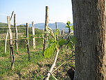Our Vineyards